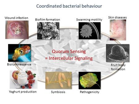 Coordinated bacterial behaviour Swarming motilityBiofilm formation SymbiosisPathogenicity Fruit body formation Bioluminescence Quorum Sensing = Intercellular.