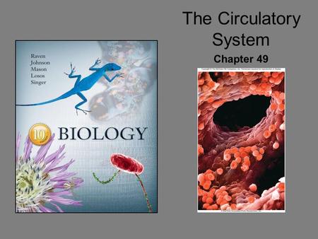 The Circulatory System Chapter 49. Blood Type of connective tissue composed of –Fluid matrix called plasma –Formed elements Functions of circulating blood.