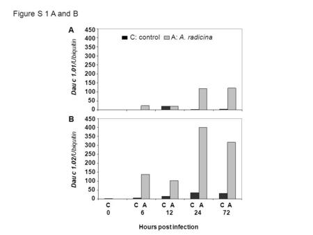 450 400 350 300 250 200 150 100 50 0 Dau c 1.02/Ubiquitin C C A C A C A C A 0 6 12 24 72 Hours post infection Dau c 1.01/Ubiquitin A B Figure S 1 A and.