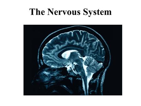 The Nervous System.