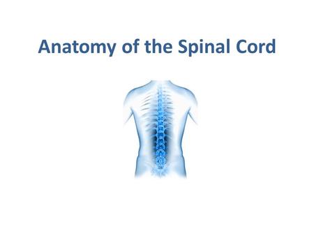 Anatomy of the Spinal Cord