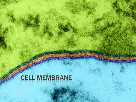  Phospholipid-bilayer  Around outside of cell’s cytoplasm  Semi permeable  Regulates what enters and leaves the cell.  Maintains Homeostasis  Protects.