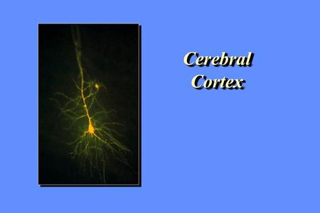 Cerebral Cortex.