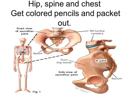 Hip, spine and chest Get colored pencils and packet out.