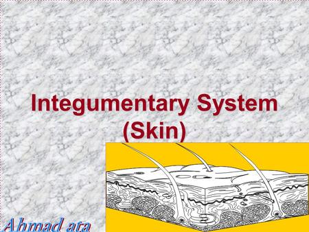 Integumentary System (Skin)