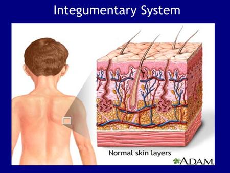 Integumentary System.