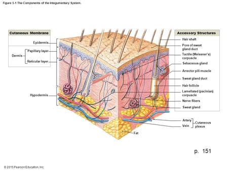 Figure 5-1 The Components of the Integumentary System.