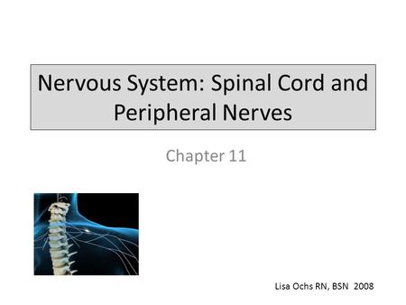 Nervous System: Spinal Cord and Peripheral Nerves