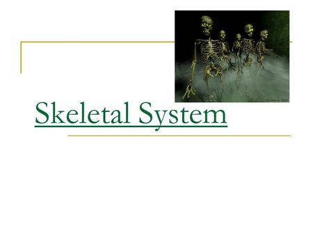 Skeletal System.