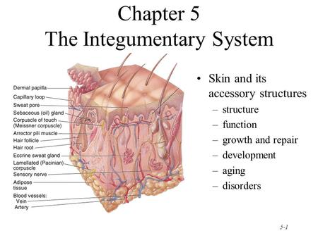 Chapter 5 The Integumentary System