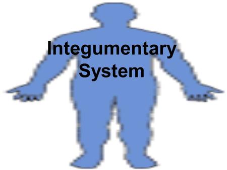 Integumentary System. Largest organ Seen everyday Spend a great deal of time on it Problems can often be seen here first.