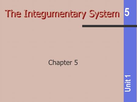 The Integumentary System