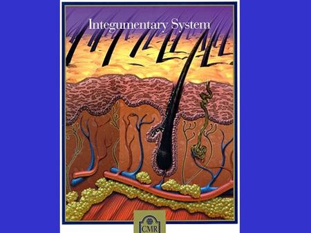 Organization – Skin Epidermis Dermis – Accessory Structures Hair & Hair follicles Exocrine glands Arrector pili Sensory Receptors.
