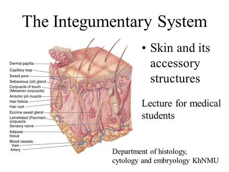 The Integumentary System