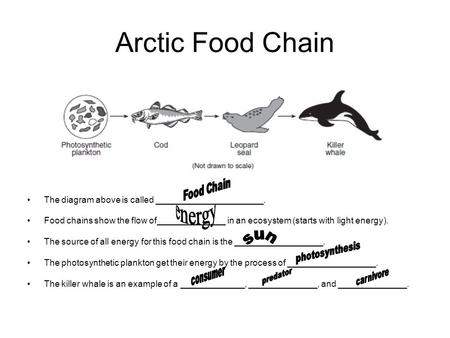 Arctic Food Chain The diagram above is called ______________________. Food chains show the flow of______________ in an ecosystem (starts with light energy).