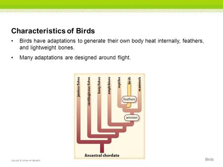 Birds Copyright © McGraw-Hill Education Characteristics of Birds Birds have adaptations to generate their own body heat internally, feathers, and lightweight.