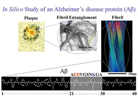 Plaque Fibril Entanglement 100nm 10nm Fibril 1213040 AβAβ In Silico Study of an Alzheimer’s disease protein (Aβ) AEDVGSNKGA.