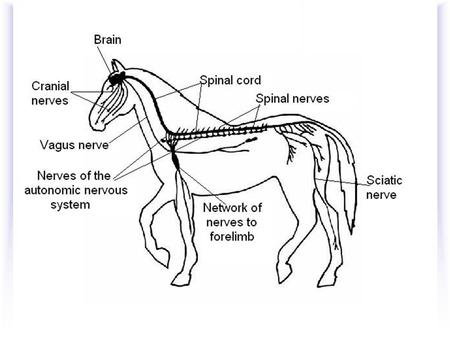 Animal Senses How do animals sense stimuli? Sensory organs perceive stimuli (light, sounds, etc.) with a receptor cell. The receptor cell sends signals.