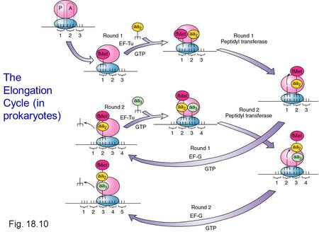 Fig. 18.10 The Elongation Cycle (in prokaryotes).