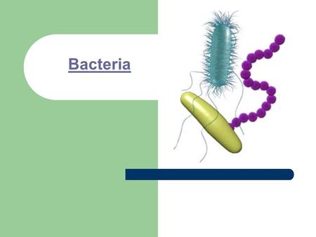 Bacteria.