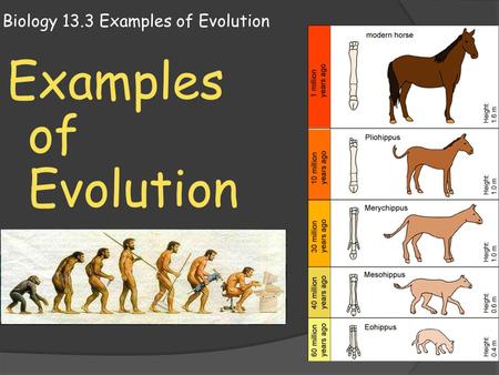 Biology 13.3 Examples of Evolution