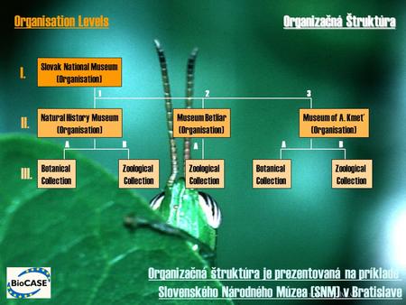 Organizačná Štruktúra Organizačná štruktúra je prezentovaná na príklade Slovenského Národného Múzea (SNM) v Bratislave Slovak National Museum (Organisation)