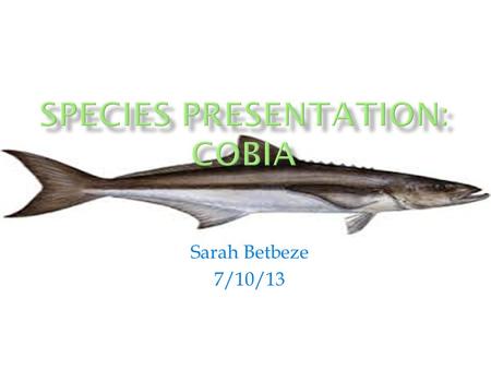 Sarah Betbeze 7/10/13.  Rachycentron canadum  Family Rachycentridae courtesy NOAA.