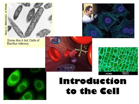 Introduction to the Cell