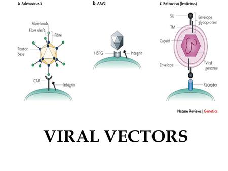 VIRAL VECTORS.