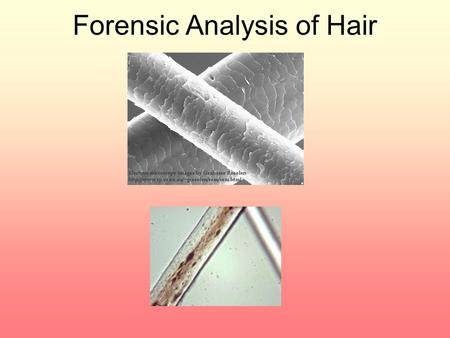 Forensic Analysis of Hair