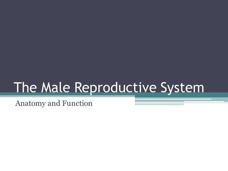 The Male Reproductive System