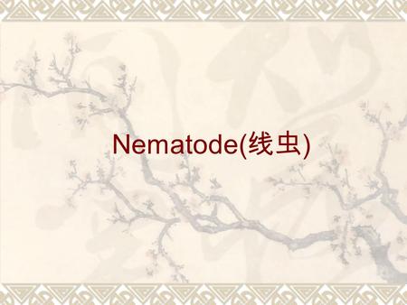 Nematode( 线虫 ). Round Worms Introduction  Among the commonest of all parasites and responsible for diseases of major importance in humans  Non-segmented.