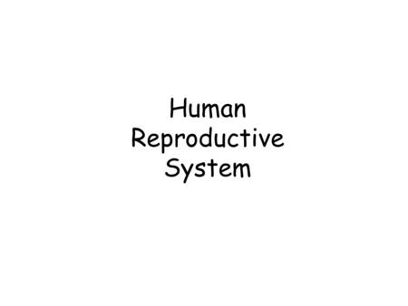 Human Reproductive System. Male Reproductive System.