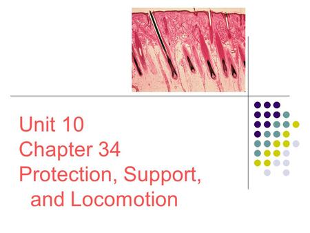 Unit 10 Chapter 34 Protection, Support, and Locomotion