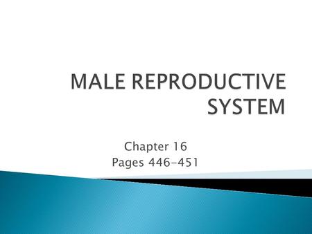 Chapter 16 Pages 446-451. 1. Open: iSwifter APP 2. Open the Bookmark and choose: Organize 3. Open: Glencoe web link 4. Drop Down: “Chapter Activities”