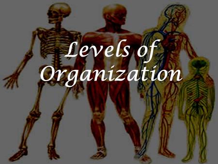 Levels of Organization