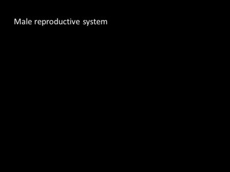 Male reproductive system