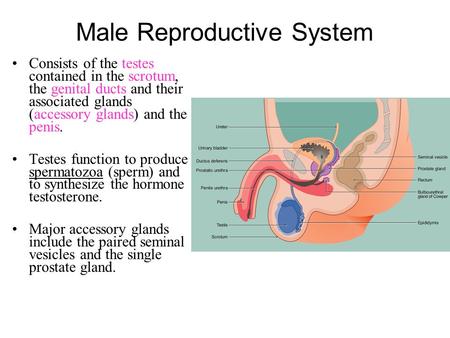 Male Reproductive System