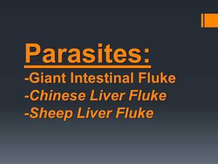 Giant Intestinal fluke