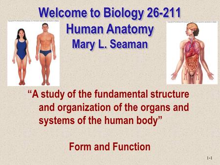 1-1 Welcome to Biology 26-211 Human Anatomy Mary L. Seaman “A study of the fundamental structure and organization of the organs and systems of the human.