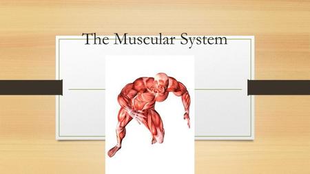 The Muscular System.