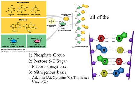 Nucleic Acids “Informational Polymers”: Code for all of the proteins in an organism Polymer: Nucleic Acid Monomers: Nucleotides Each Nucleotide is made.