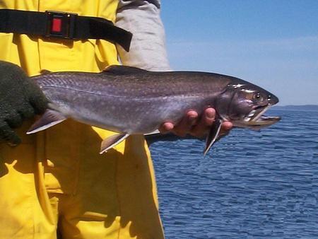 Coasters in the news Distribution of coaster brook trout.