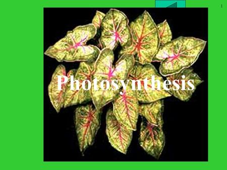 1 Chapter 10 part II Photosynthesis. 2 Outline What is Photosynthesis? Properties of light What are waves? Useable light colors Chloroplast structures.