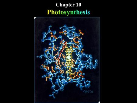 Chapter 10 Photosynthesis