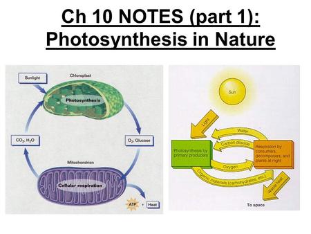 Ch 10 NOTES (part 1): Photosynthesis in Nature