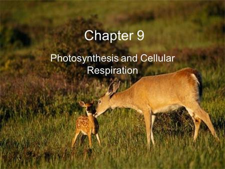 Photosynthesis and Cellular Respiration