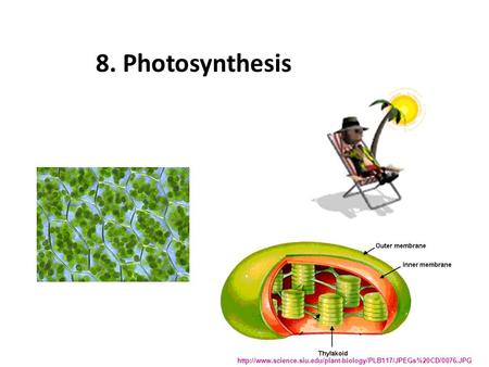 8. Photosynthesis