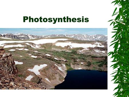 Photosynthesis.