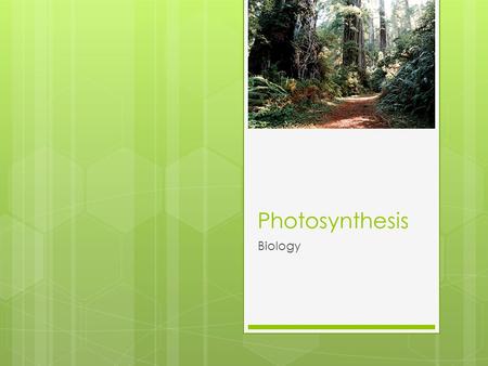 Photosynthesis Biology.